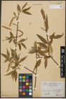 Foto von Salix alba L. x Salix fragilis L.